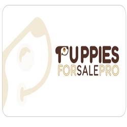 Puppie For Sale Pro LLc